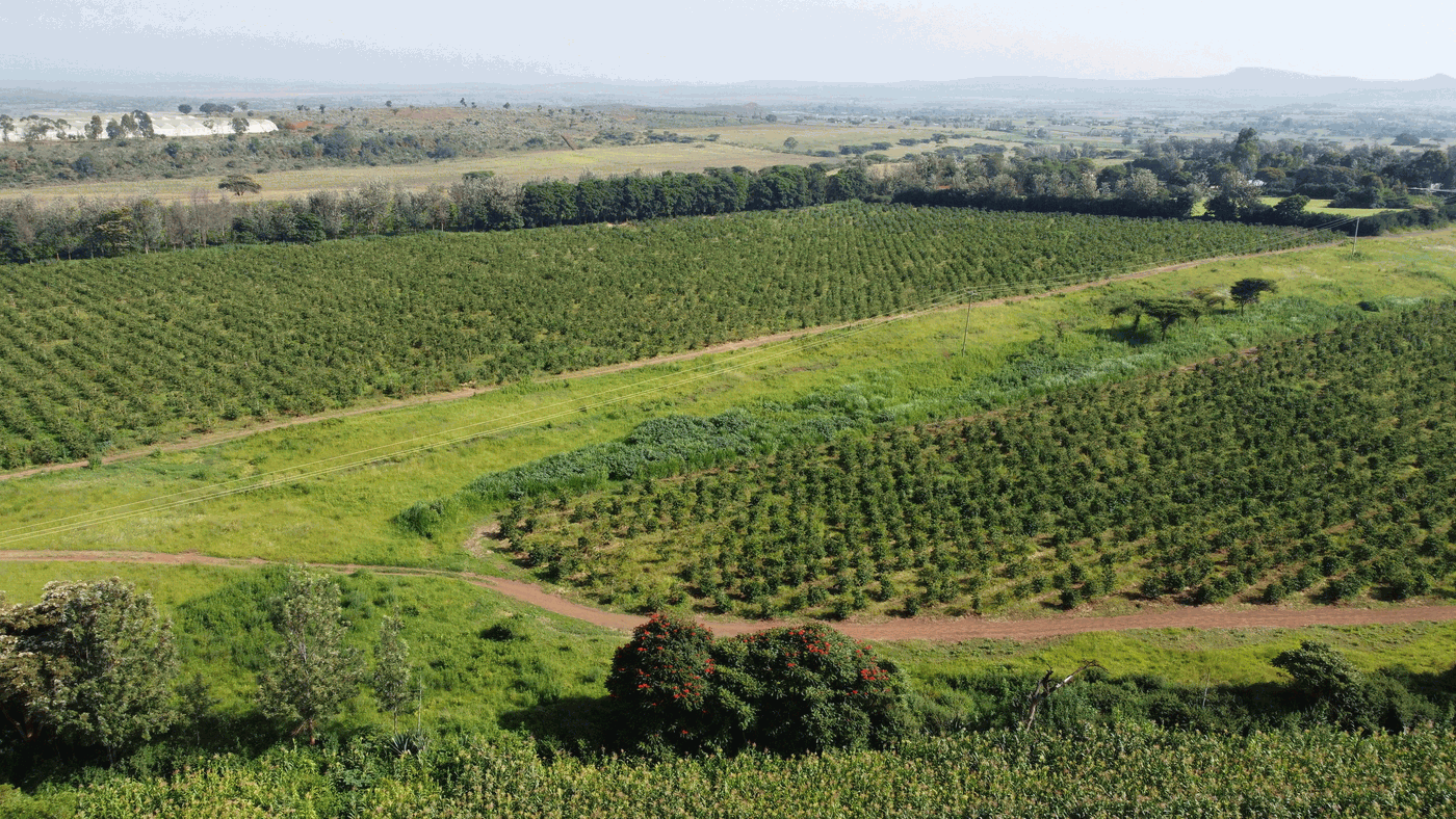 Coffee Growing Regions Solai Coffee